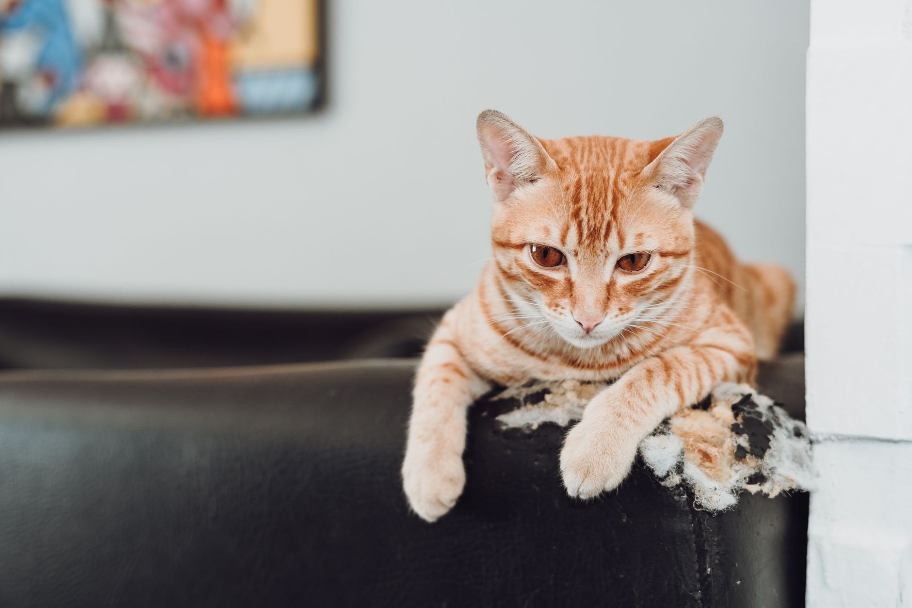 A ginger cat relaxing on a damaged leather sofa indoors.