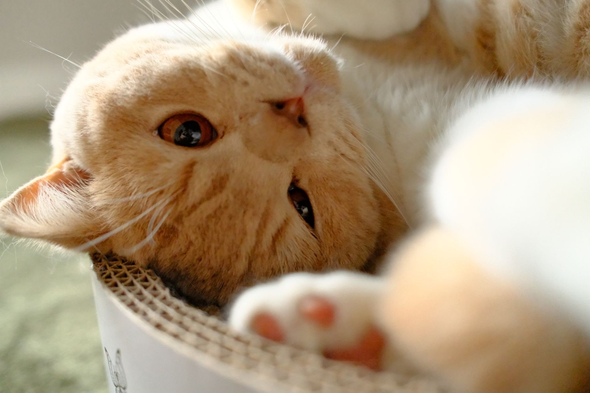 Cozy ginger cat relaxing playfully on a cardboard scratcher, close-up view.