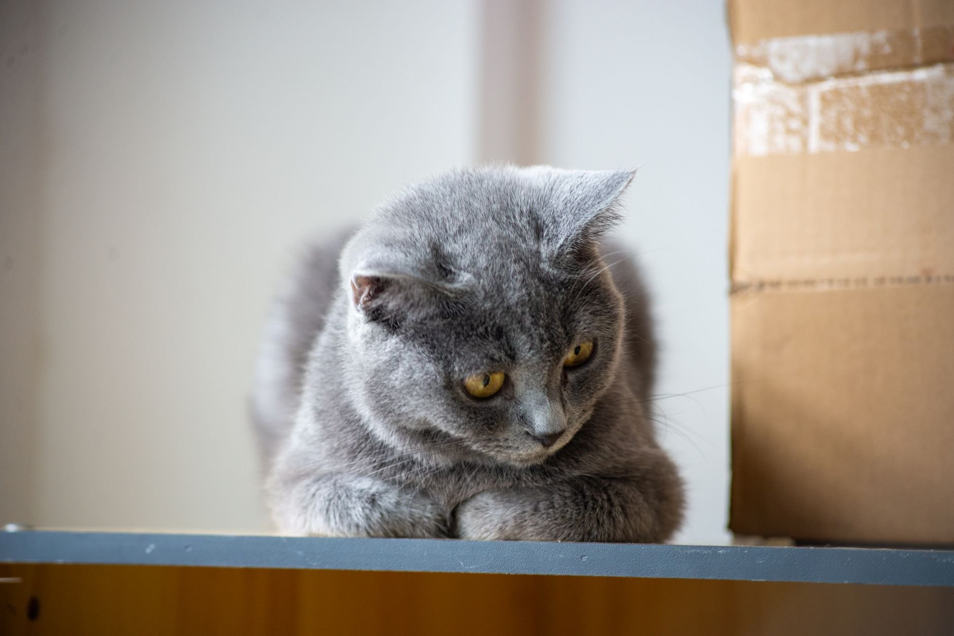Charming gray British Shorthair cat lounging indoors on a shelf beside a cardboard box.